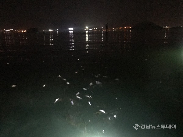 바다에 떠있는 폐사한 숭어 <사진제공=통영해경>