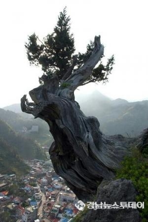 추정 수령 2500년으로 지금까지 밝혀진 나무 중 국내 최고령 울릉도 도동항 절벽 위에 뿌리 내린 향나무<사진제공=조금제본부장>