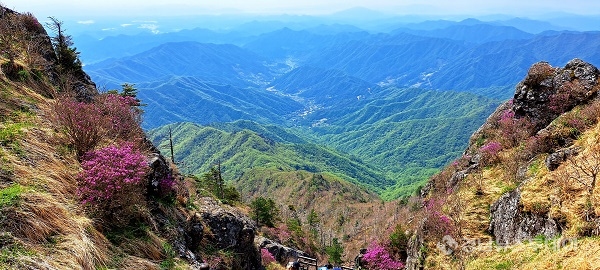 진달래 천왕봉<사진제공=지리산국립공원 경남사무소>