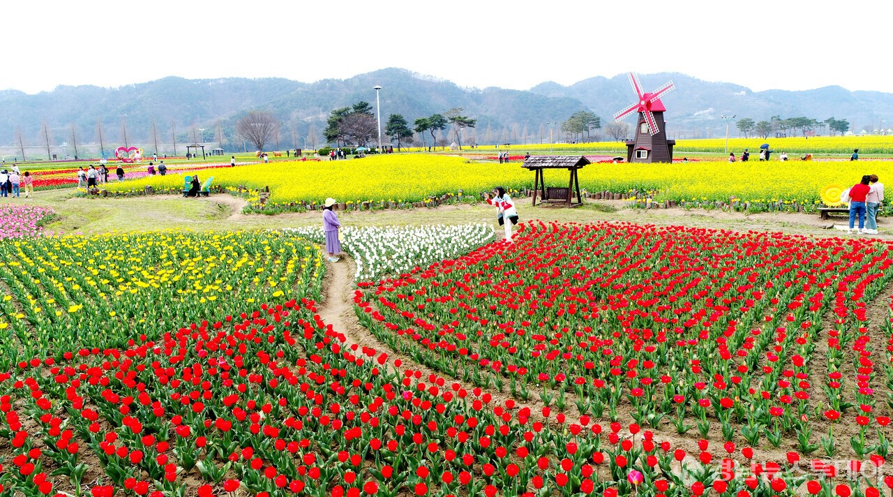 창녕 낙동강 유채축제 (사진제공=창녕군)