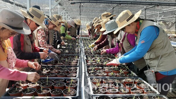 하동 자생식물증식장에서 이루어지는 식물 분갈이 활동 (사진제공=지리산국립공원경남사무소)