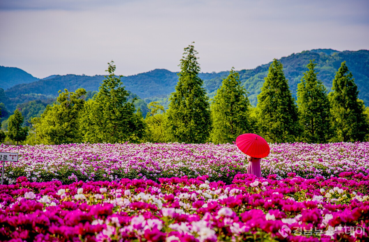 핫들생태공원의 작약 (사진제공=합천군)