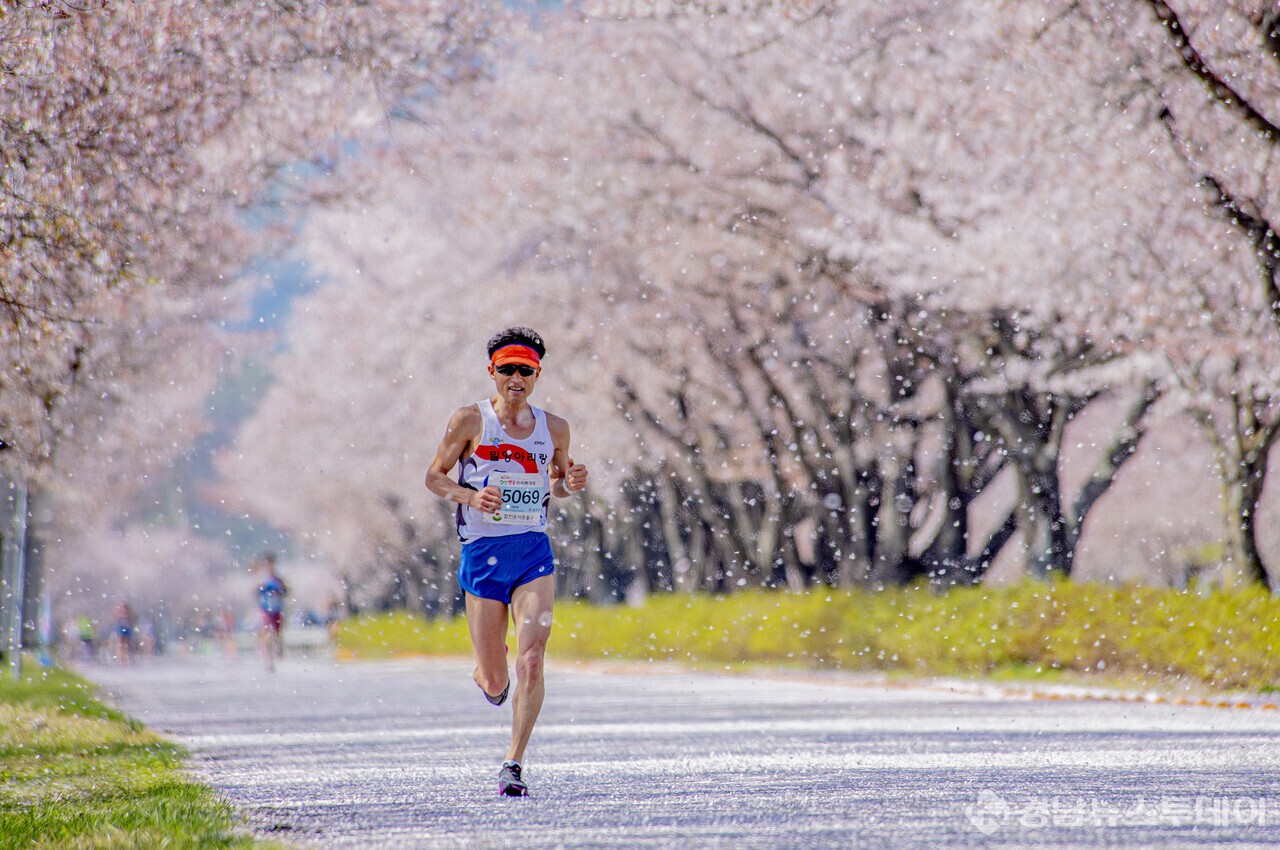 백리벚꽃길 (사진제공=합천군)