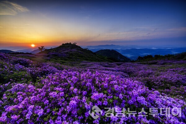 황매산의 철쭉 (사진제공=합천군)