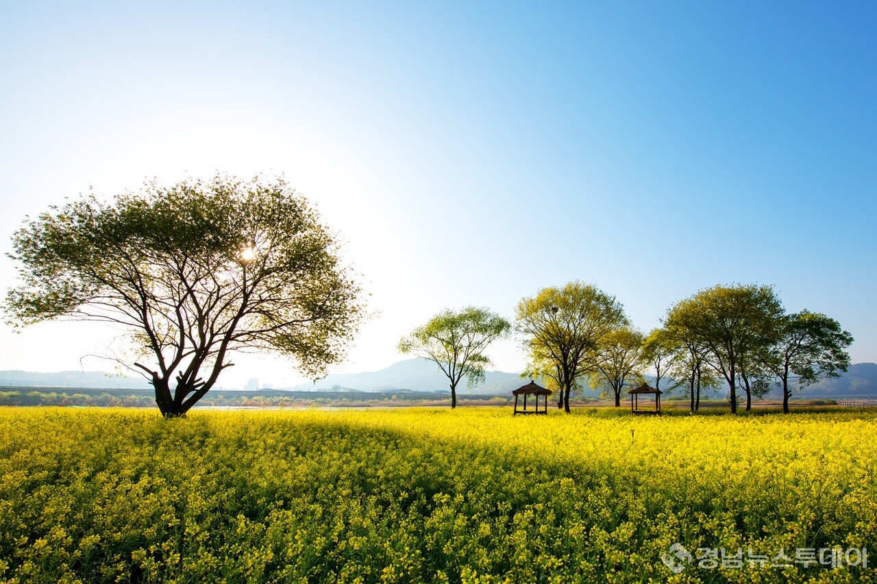 황강 유채꽃 (사진제공=합천군)