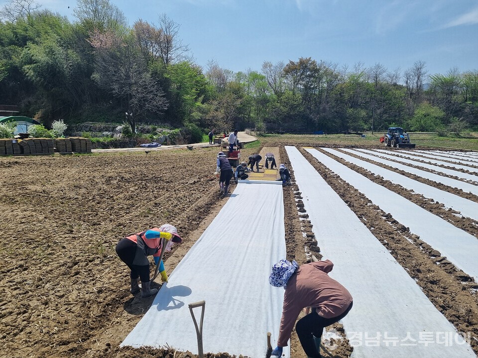 외국인 농업 근로 현장 모습 (사진제공=거창군)