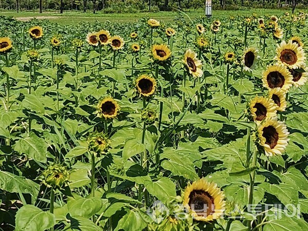 양산 황산공원 전경 (사진제공=양산시)