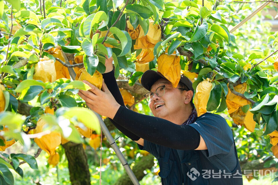 한발 먼저 만난 황금빛 조생종 배 수확 (사진제공=경남도농업기술원)