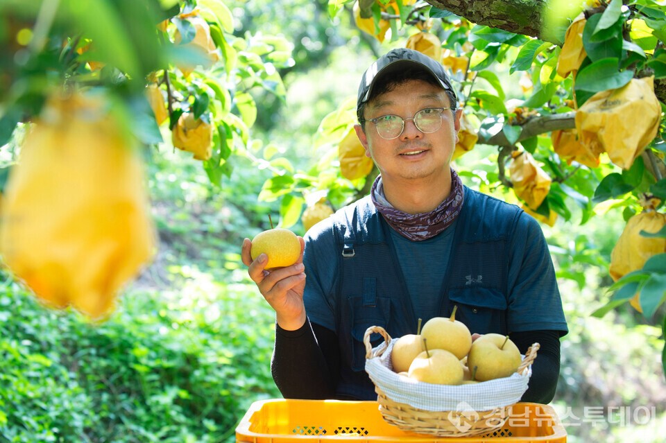 한발 먼저 만난 황금빛 조생종 배 수확 (사진제공=경남도농업기술원)