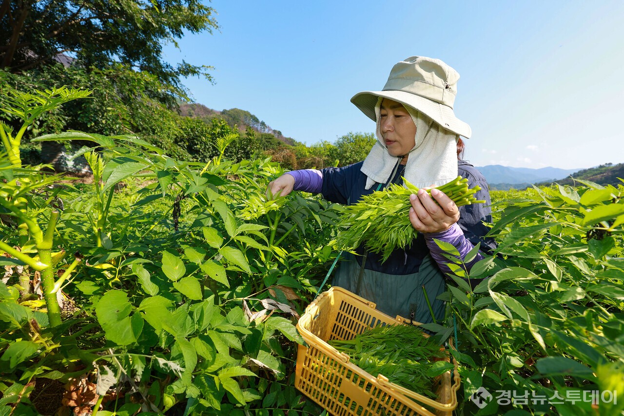 산청 해오름약초 김선희 대표가 여름 두릅을 채취하고 있다. (사진제공=산청군)