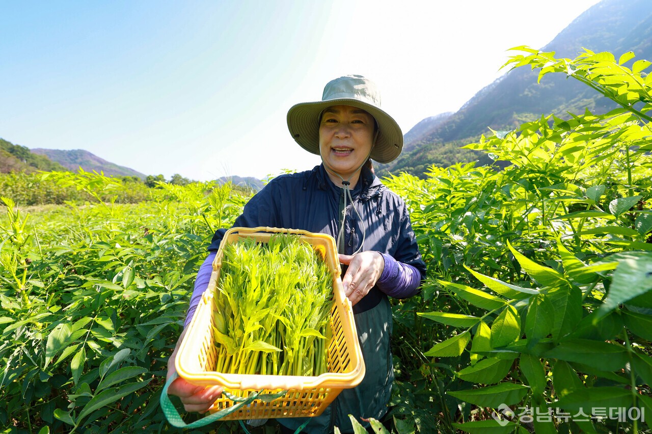산청 해오름약초 김선희 대표가 여름 두릅을 채취하고 있다. (사진제공=산청군)