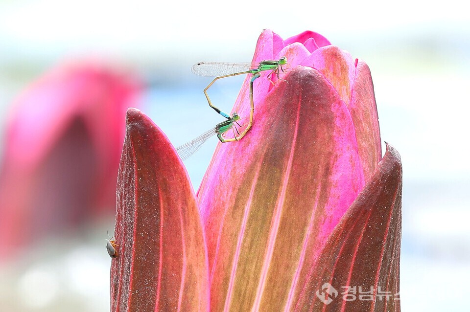 수련꽃과 실잠자리 (사진제공=함양군)