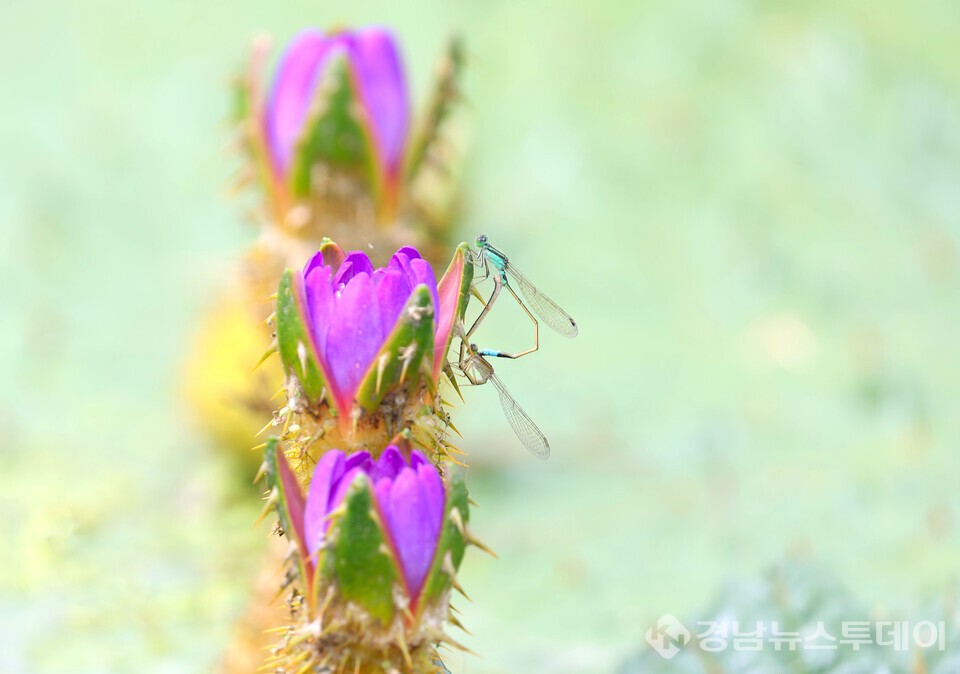 가시연꽃과 실잠자리 (사진제공=함양군)