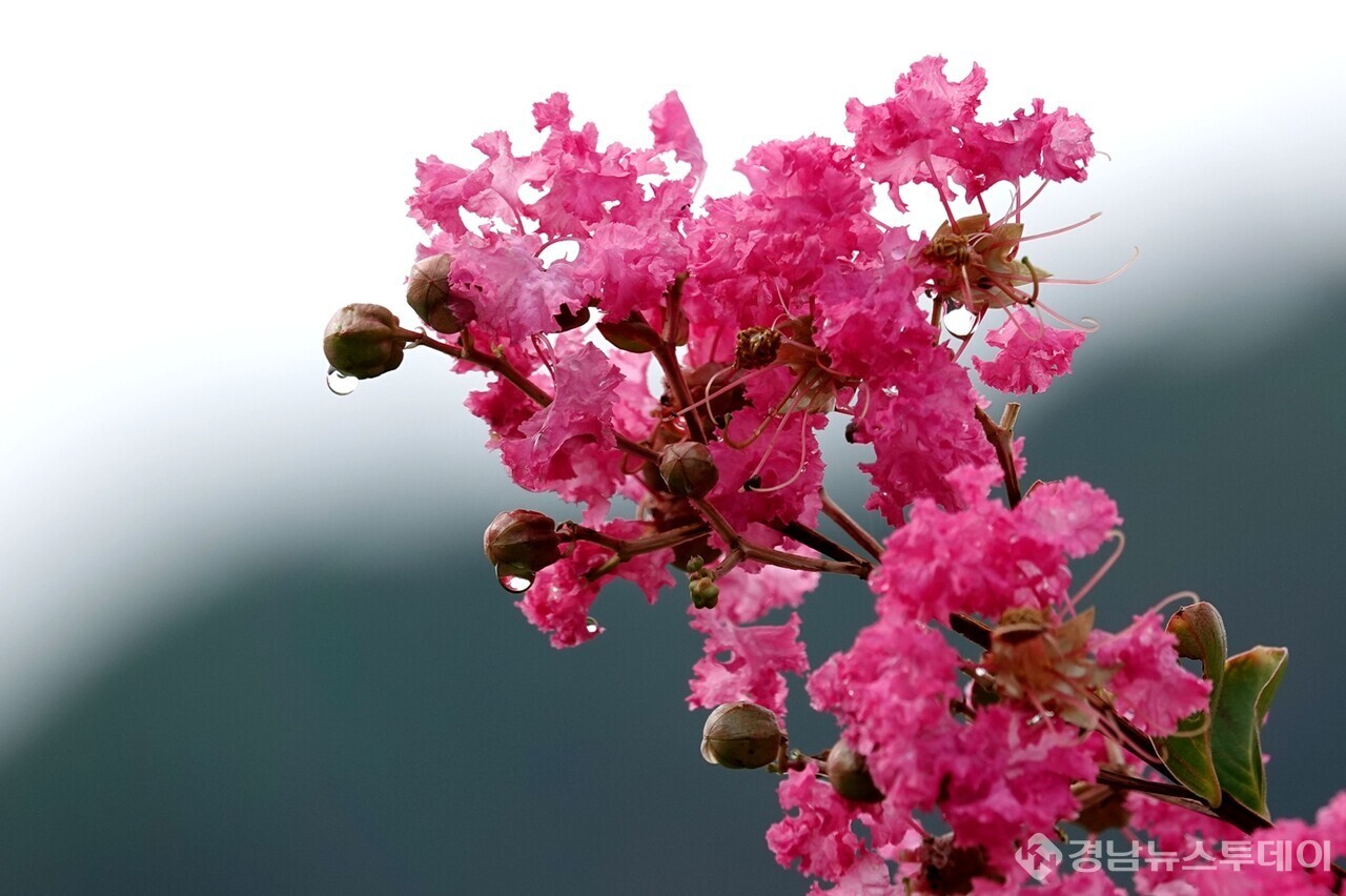 물방울을 머금은 창녕군 부곡면 수성마을 배롱나무 꽃 (사진제공=창녕군)