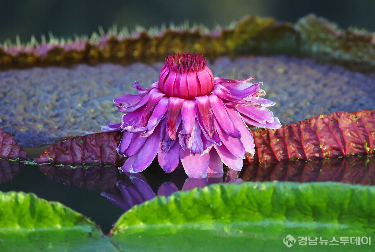 밤의 여왕..빅토리아꽃 활짝 (사진제공=함양군)