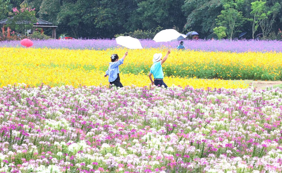 가을비 댄스 (사진제공=함양군)