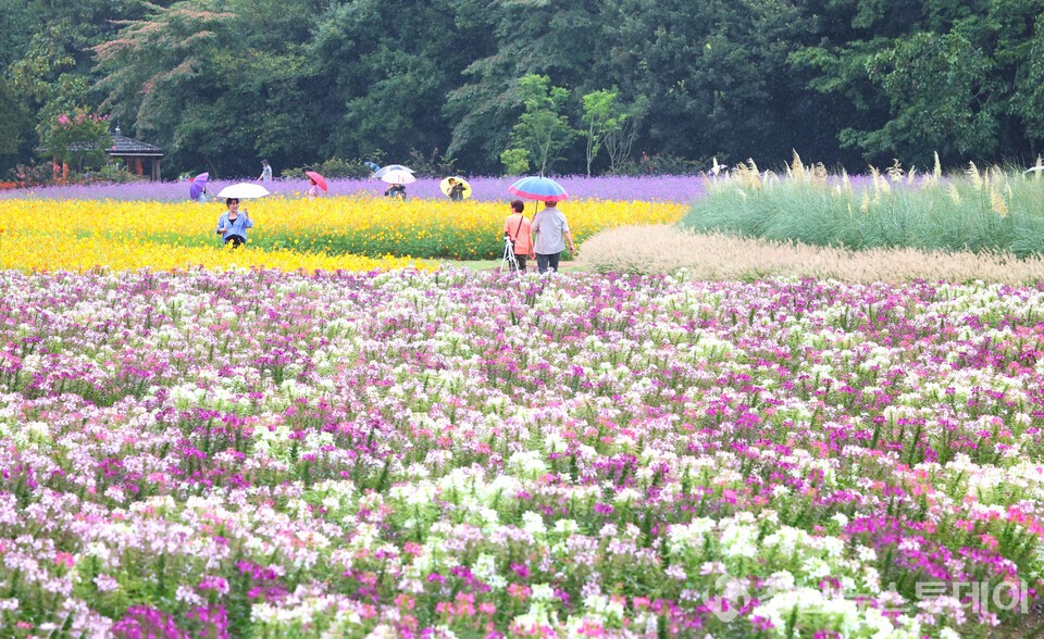 가을비 속 가을꽃 (사진제공=함양군)