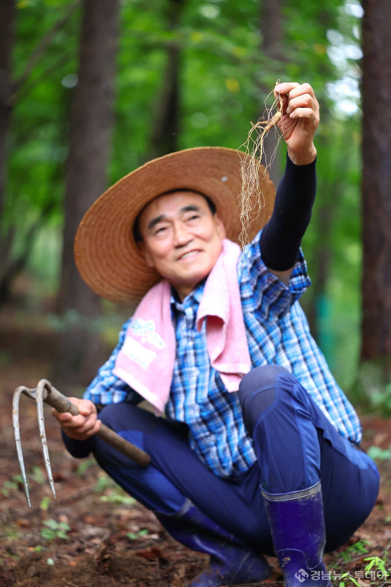 명품 '함양산삼' 선보이는 오선택씨 (사진제공=함양군)