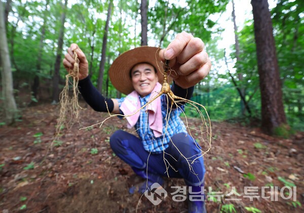 산삼의고장 '함양산삼' (사진제공=함양군)