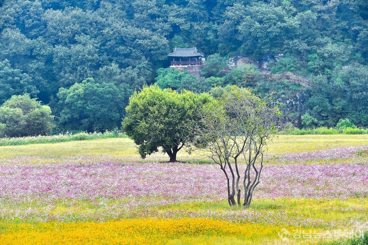 악양 둑방 코스모스  (사진제공=함안군)