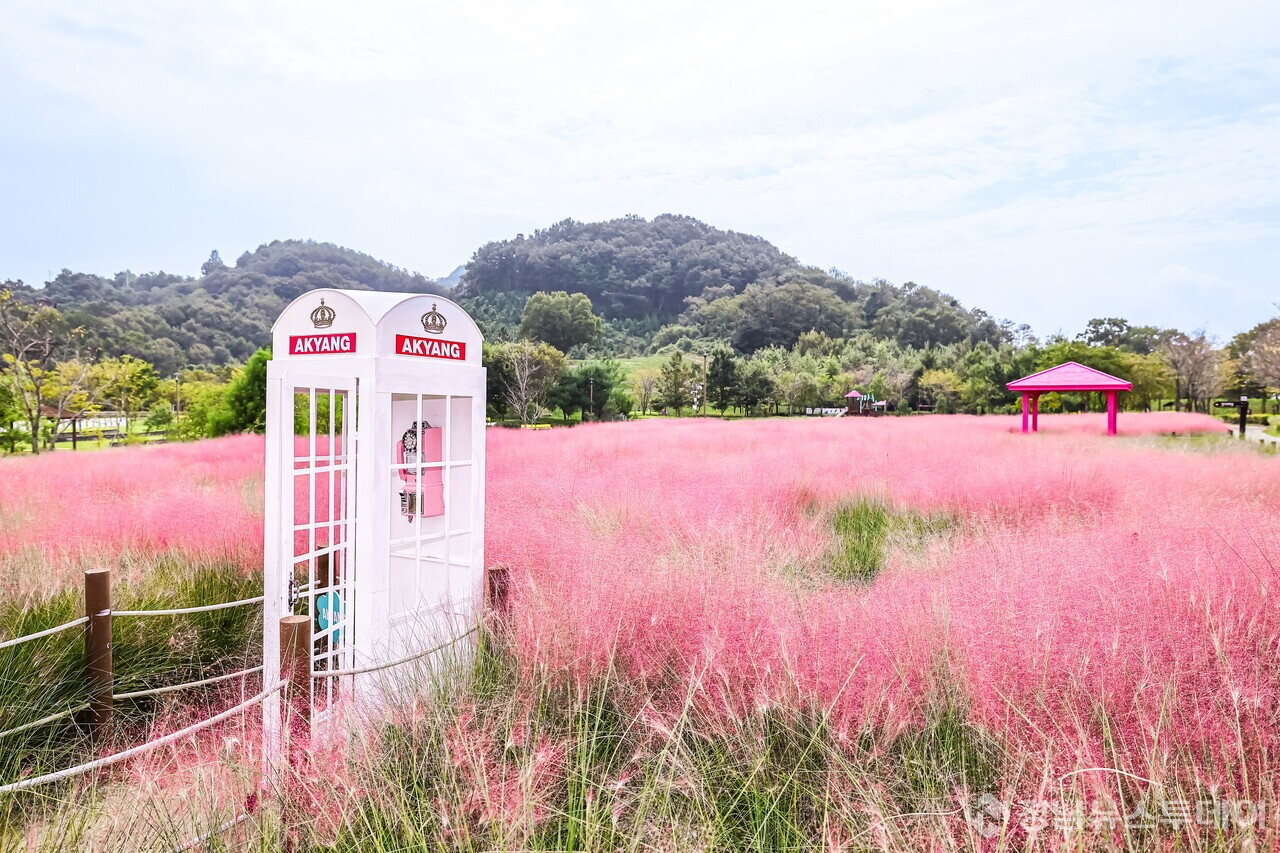 악양 생태공원 핑크뮬리 (사진제공=함안군)
