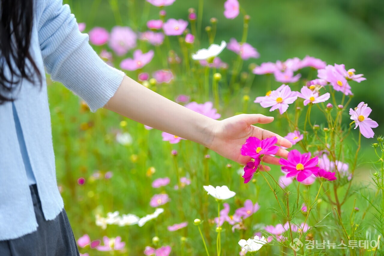 악양 둑방 코스모스  (사진제공=함안군)