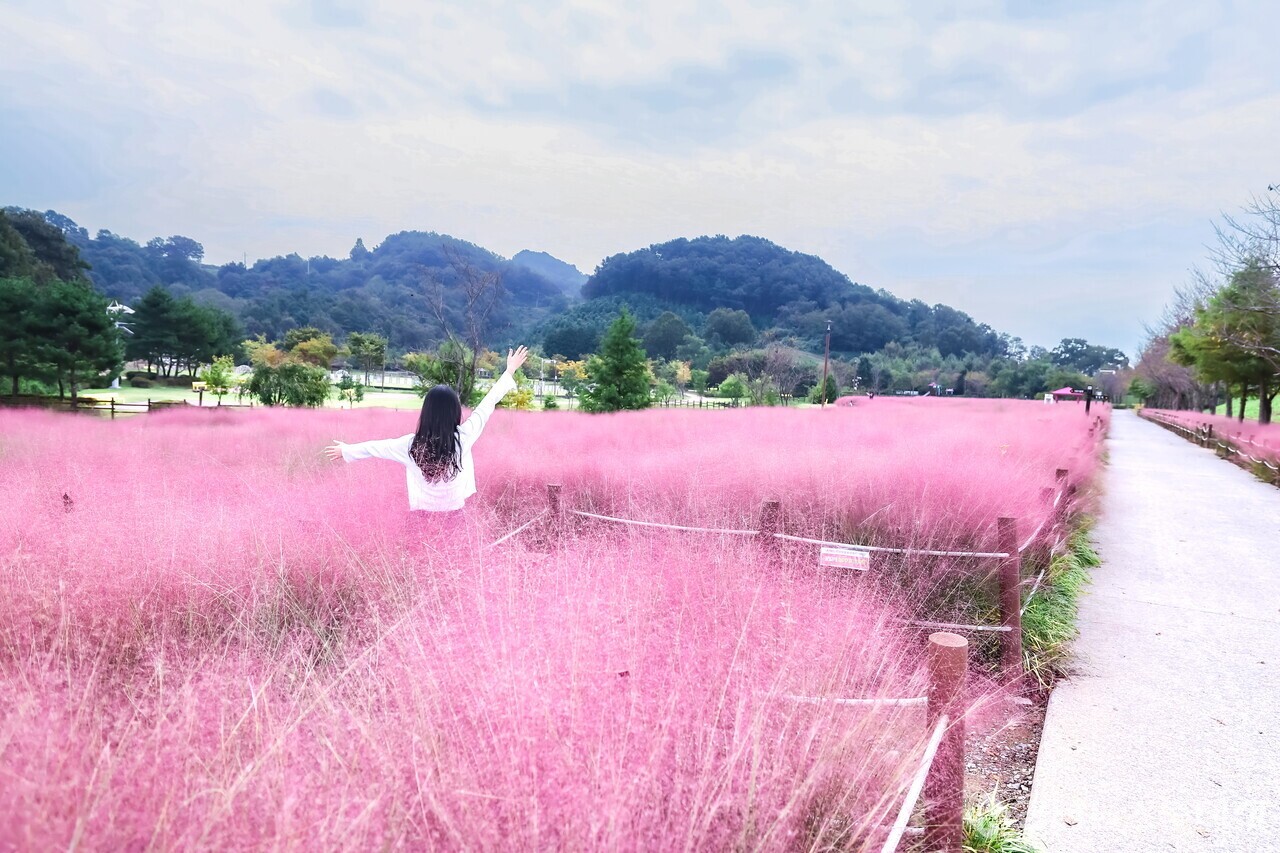 악양 생태공원 핑크뮬리 (사진제공=함안군)