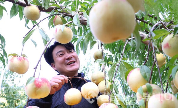 청년농부 한수진씨가 겨울 복숭아 '설도'를 수확하고 있다. (사진제공=함양군)