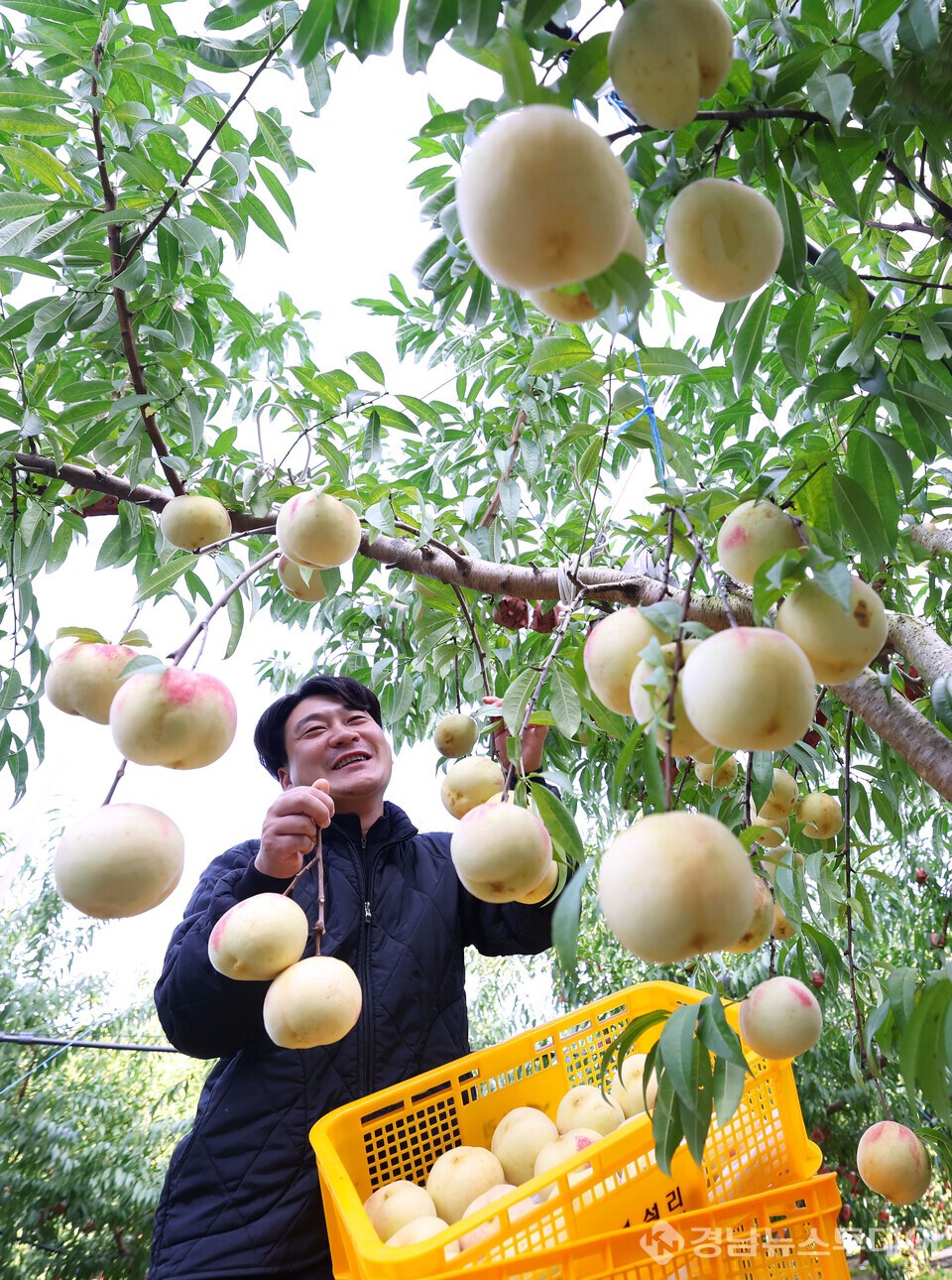 청년농부 한수진씨가 겨울 복숭아 '설도'를 수확하고 있다. (사진제공=함양군)