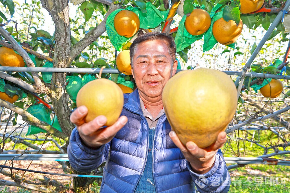 산청군 단성면 이판희씨  직접 수확한 대왕배를 들어 보이고 있다. (사진제공=산청군)