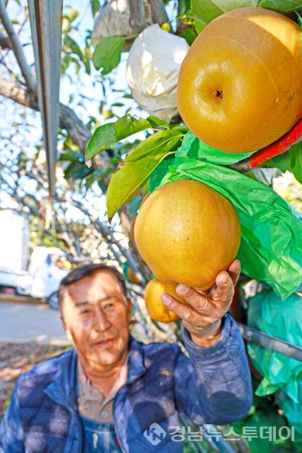 산청군 단성면 이판희씨  직접 수확한 대왕배를 들어 보이고 있다. (사진제공=산청군)