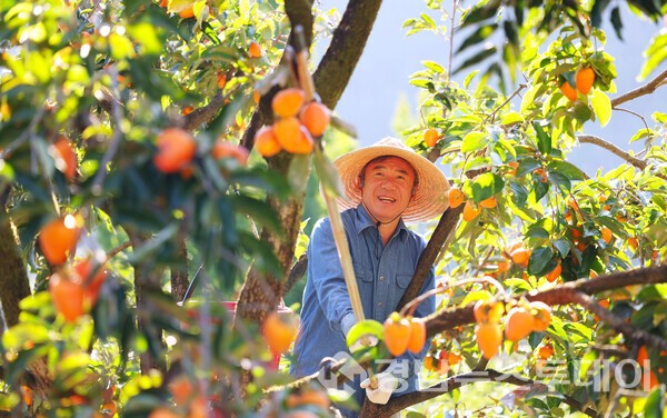 함양군 서하면 오현마을 신서성 씨가 고종시 감을 따고 있다. (사진제공=함양군)