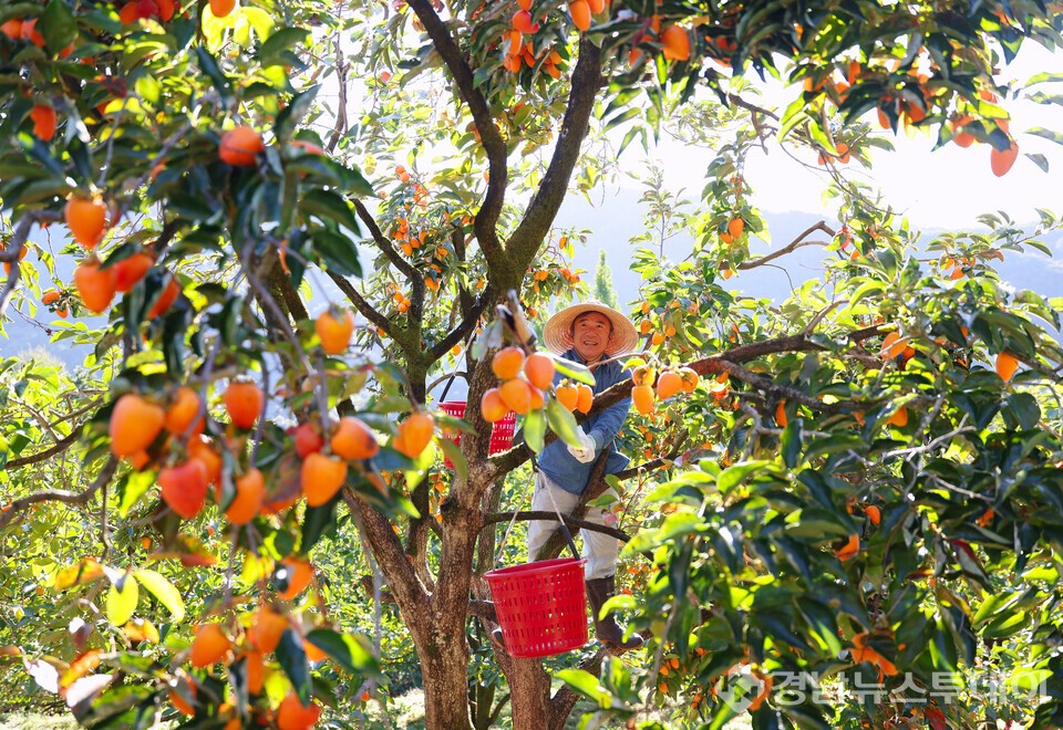 고종황제도 반한 함양고종시 감 따기  (사진제공=함양군)