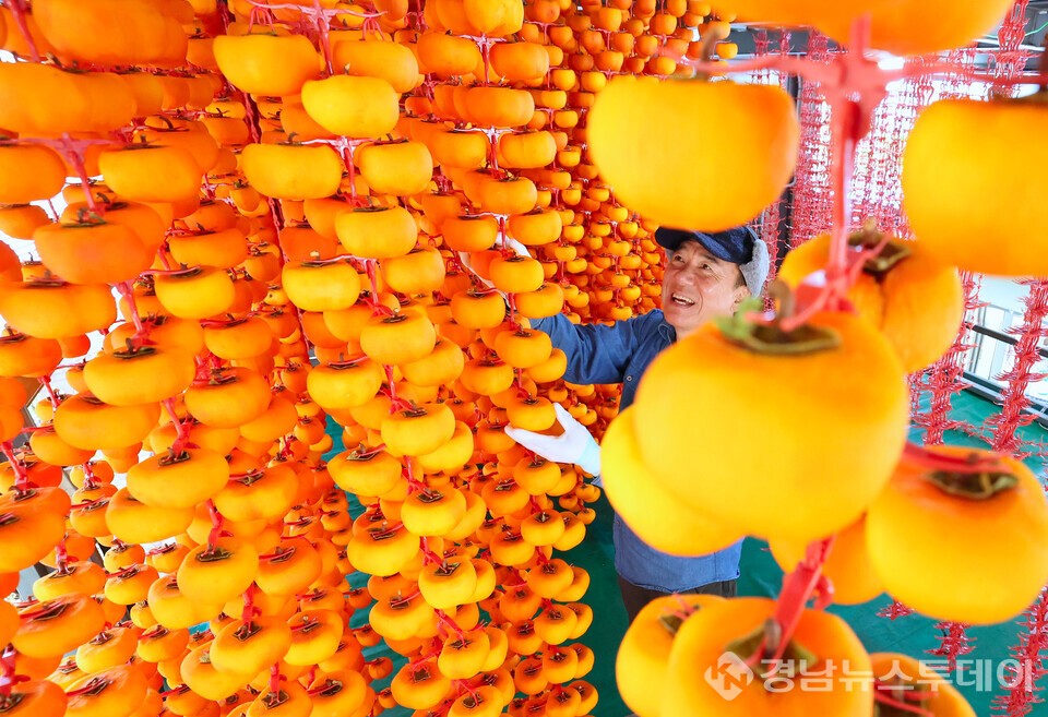 겨울간식 곶감 만들어요. (사진제공=함양군)