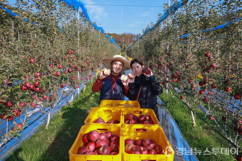 산청군 차황면 대경농원에서 원강민-노남희 부부가 속이 빨간 엔부사과를 수확하고 있다. (사진제공=산청군)