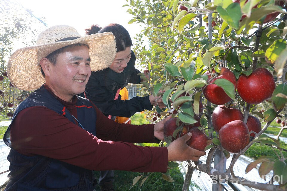 산청군 차황면 대경농원에서 원강민-노남희 부부가 속이 빨간 엔부사과를 수확하고 있다. (사진제공=산청군)