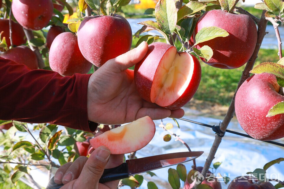 산청군 엔부사과  (사진제공=산청군)