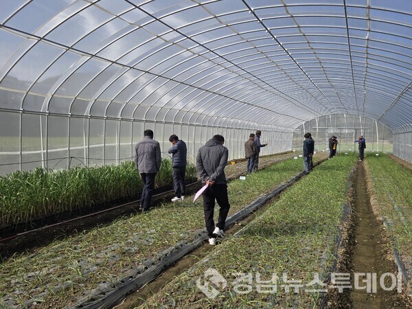 남해마늘연구소‘마늘 우량종구 생산’박차- 사진은 씨마늘연구회 망실 견학 모습 (사진제공=남해군)