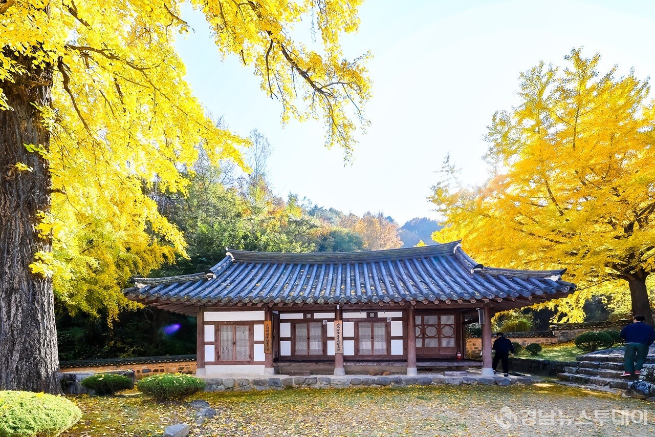 함안향교 황금빛 은행잎과 어우러진 고즈넉한 가을 풍경 (사진제공=함안군 문화공보체육과)