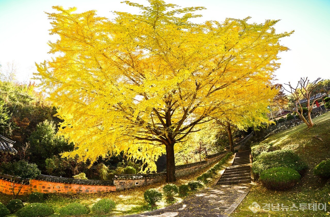 함안향교 황금빛 은행잎과 어우러진 고즈넉한 가을 풍경 (사진제공=함안군 문화공보체육과)