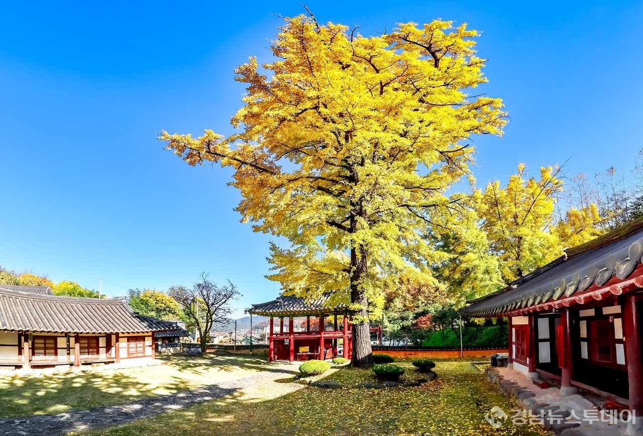 함안향교 황금빛 은행잎과 어우러진 고즈넉한 가을 풍경 (사진제공=함안군 문화공보체육과)