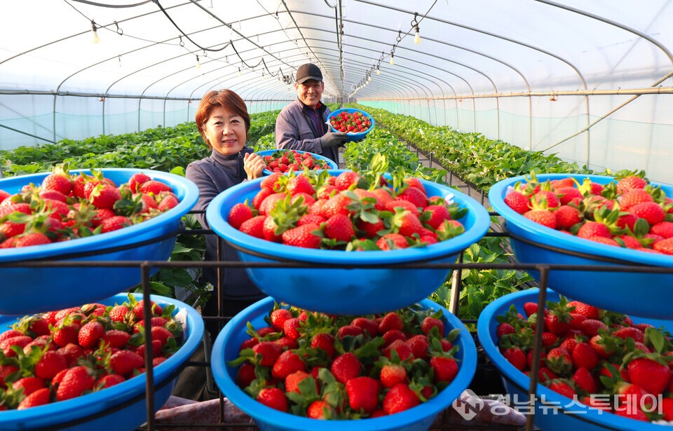 ‘설향’ 딸기 수확 (사진제공=함양군)