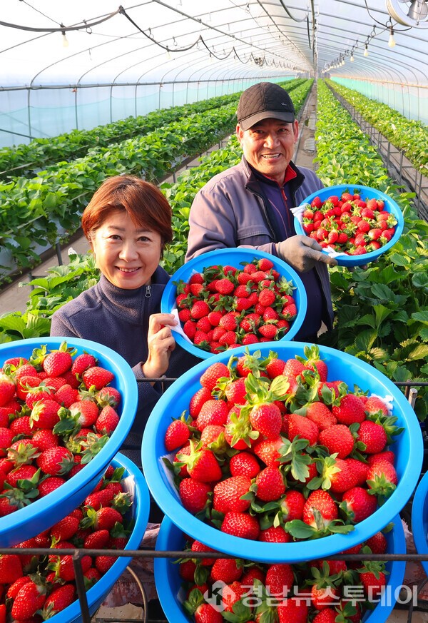 ‘설향’ 딸기 수확 (사진제공=함양군)