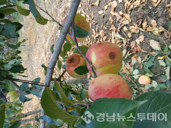 탄저병 피해를 입은 사과 (사진제공=거창군)
