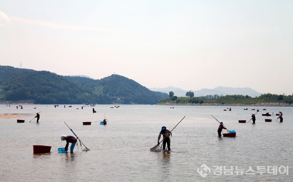 “세계중요농업유산 인증” 하동 섬진강 재첩..산업 발전 로드맵 제시- 사진은 재첩잡이 모습 (사진제공=하동군)