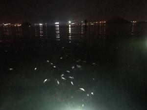 통영해경, 숭어 사체 바다에 버린 양식장 소유자 검거