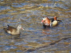산청 대원사계곡길에 봄 나들이 온 원앙 한쌍