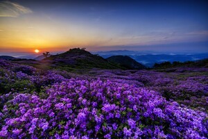 합천의 봄, 꽃 축제의 계절