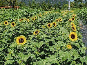 양산 황산공원 개화 시작한 ‘해바라기’ 즐겨요