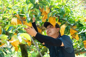 [포토] 한발 먼저 만난 황금빛 조생종 배
